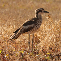 Bush Stone-Curlew